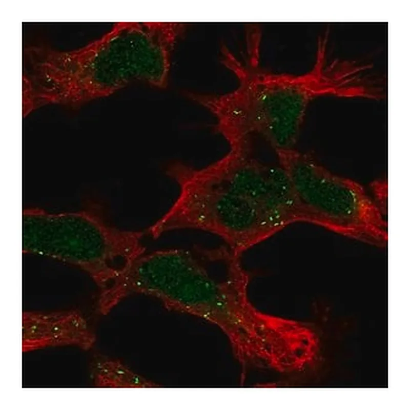 Merck Anti-PHF14 antibody produced in rabbit