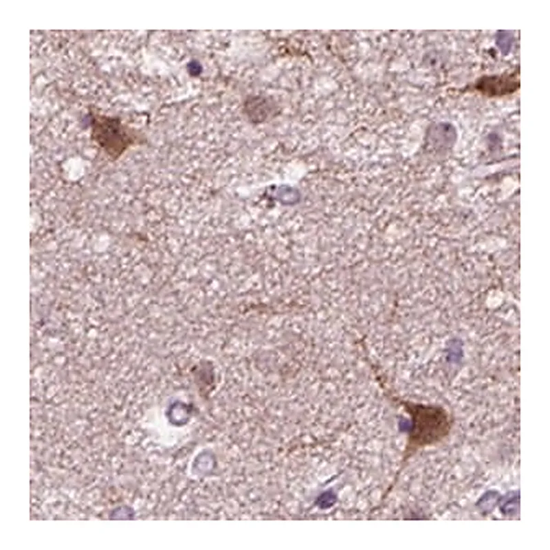 Merck Anti-PRLH antibody produced in rabbit
