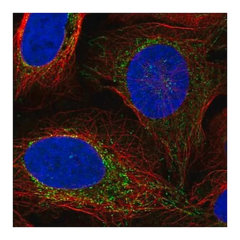 Merck Anti-VASN antibody produced in rabbit