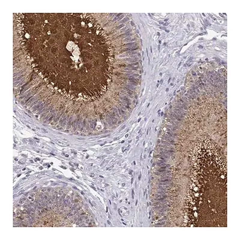 Merck Anti-SPAG11B antibody produced in rabbit