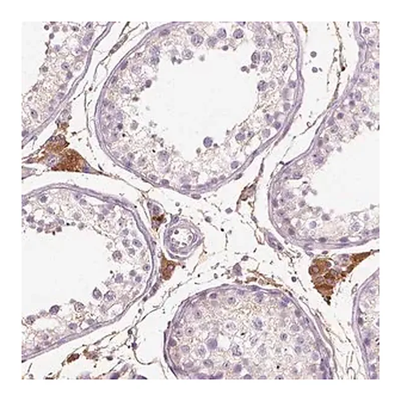 Merck Anti-DHCR24 antibody produced in rabbit