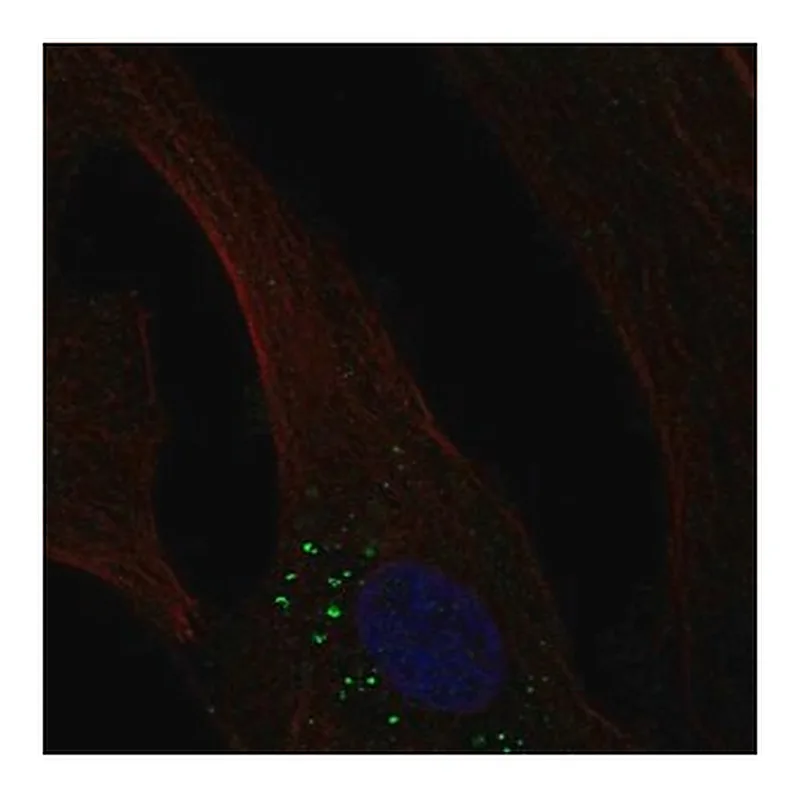 Merck Anti-OLFML3 antibody produced in rabbit