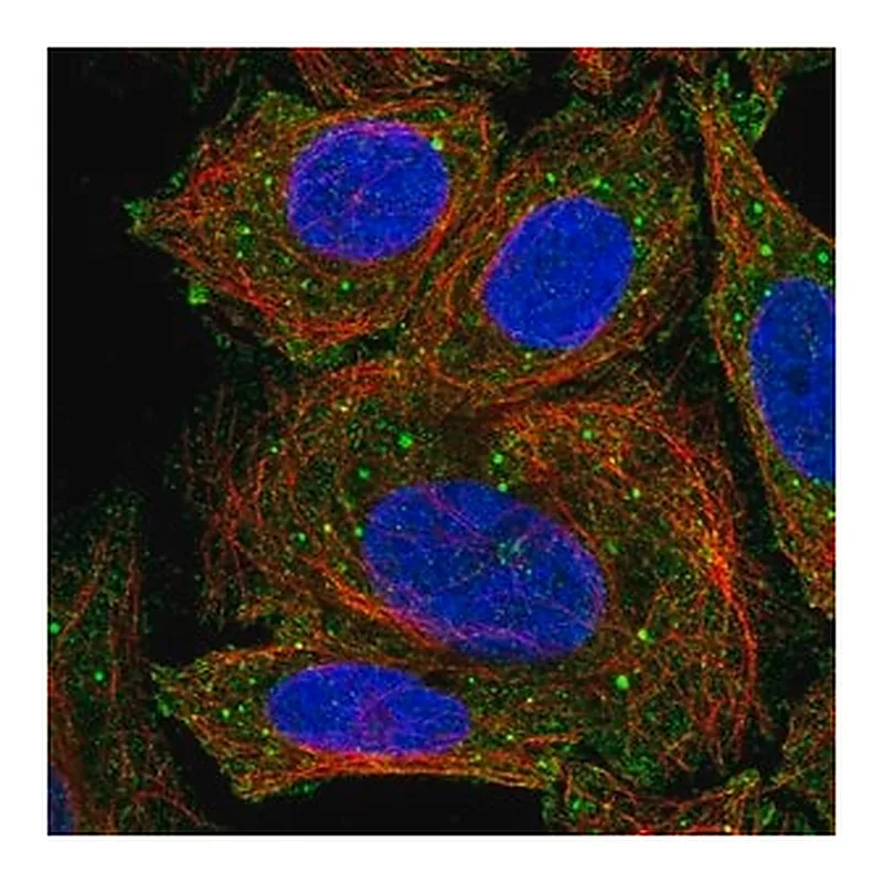 Merck Anti-ICOSLG antibody produced in rabbit