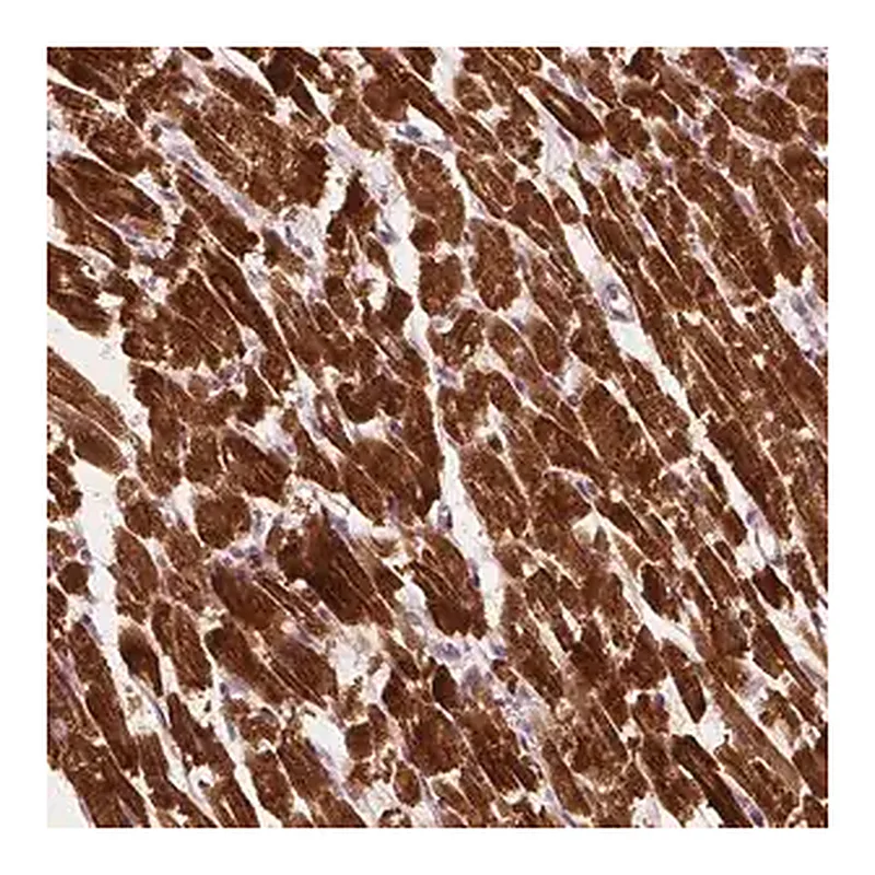 Merck Anti-MLIP antibody produced in rabbit