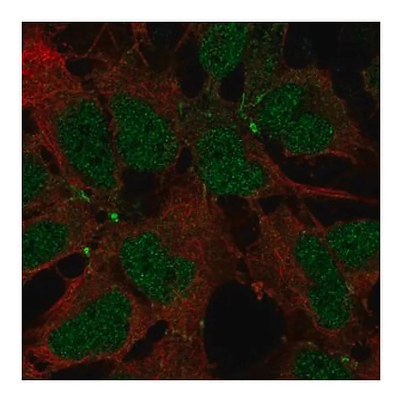 Merck Anti-JAM2 antibody produced in rabbit