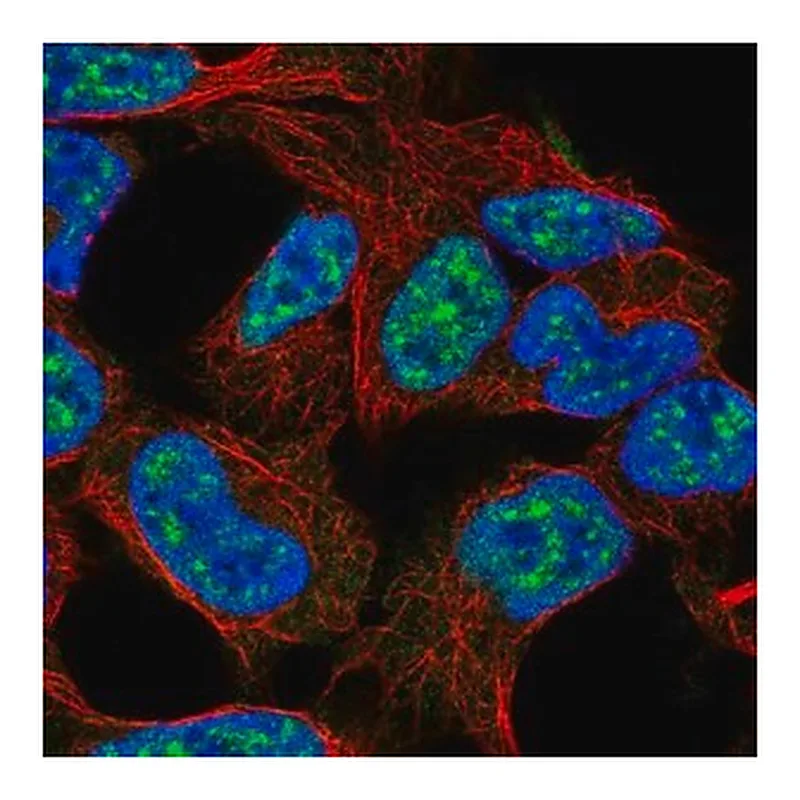 Merck Anti-E2F3 antibody produced in rabbit