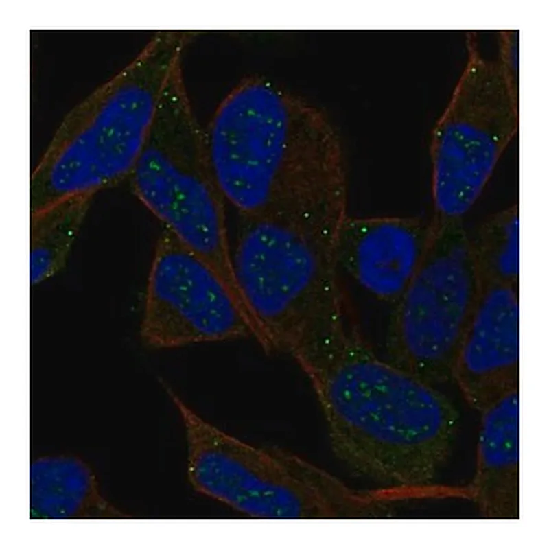 Merck Anti-IPCEF1 antibody produced in rabbit