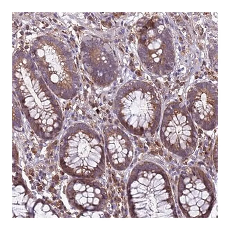 Merck Anti-RNF215 antibody produced in rabbit