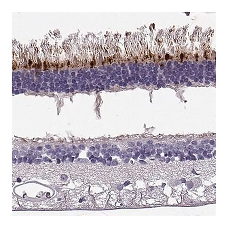 Merck Anti-RD3 antibody produced in rabbit
