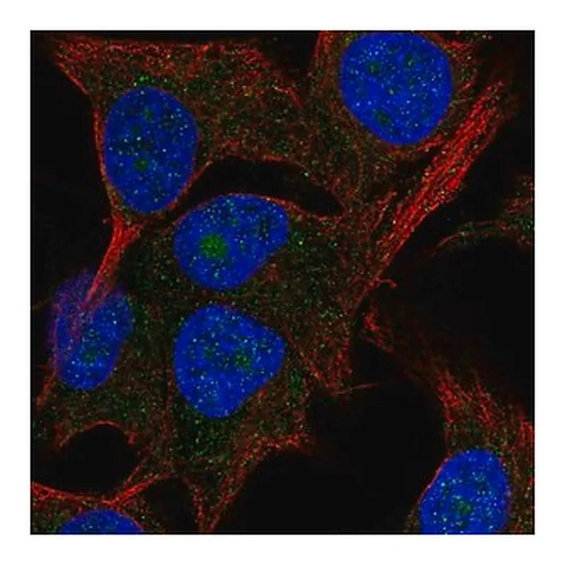 Merck Anti-PAK1IP1 antibody produced in rabbit