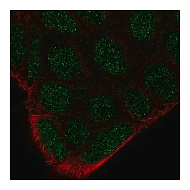 Merck Anti-FRK antibody produced in rabbit