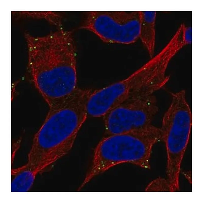 Merck Anti-ADCYAP1R1 antibody produced in rabbit