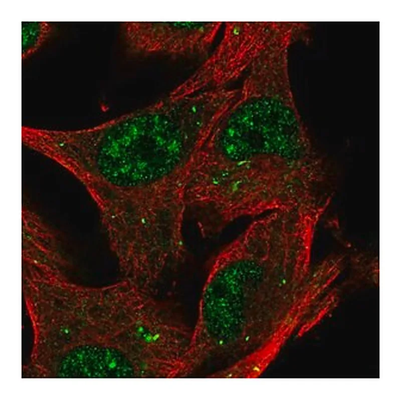 Merck Anti-KTI12 antibody produced in rabbit