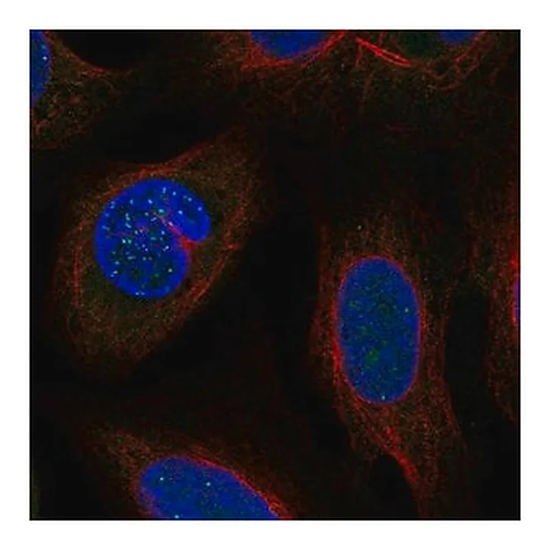 Merck Anti-DSN1 antibody produced in rabbit