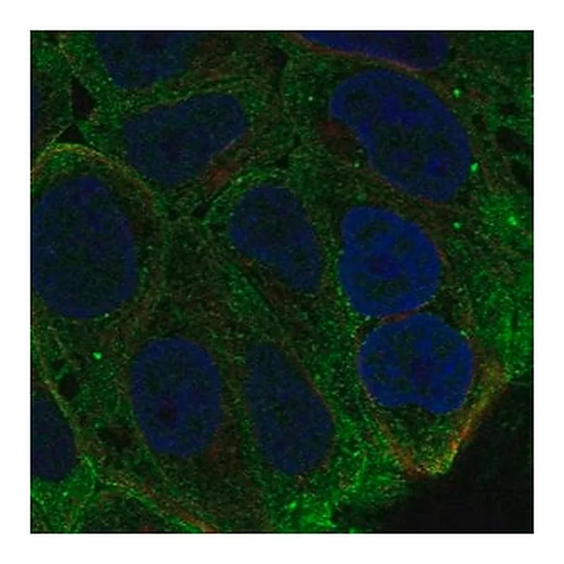 Merck Anti-SPINT1 antibody produced in rabbit