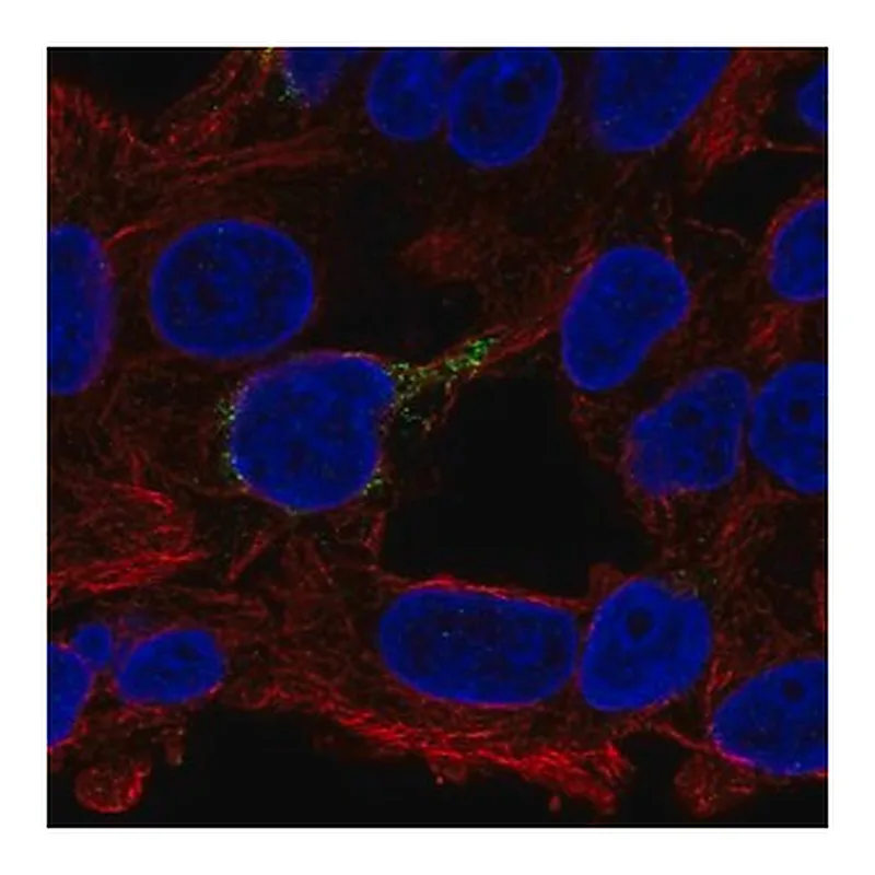 Merck Anti-ECHDC1 antibody produced in rabbit