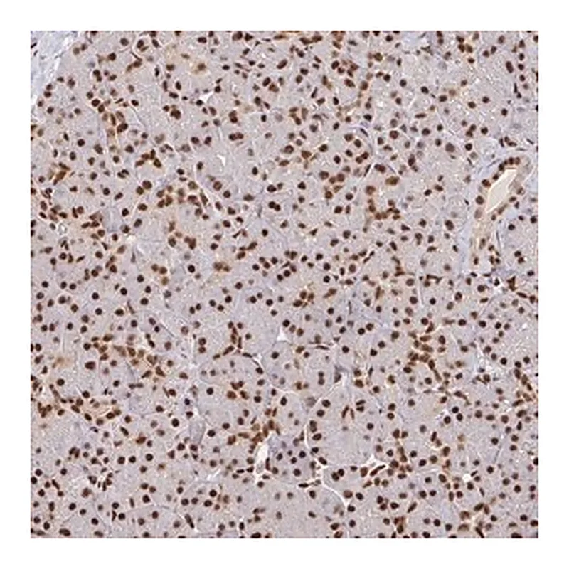 Merck Anti-SP3 antibody produced in rabbit