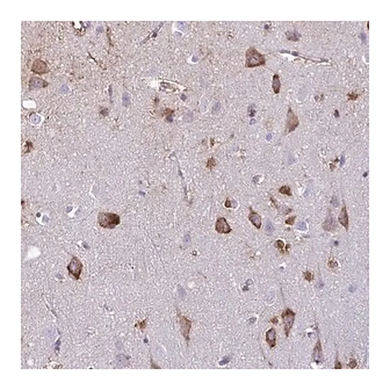 Merck Anti-BACE2 antibody produced in rabbit