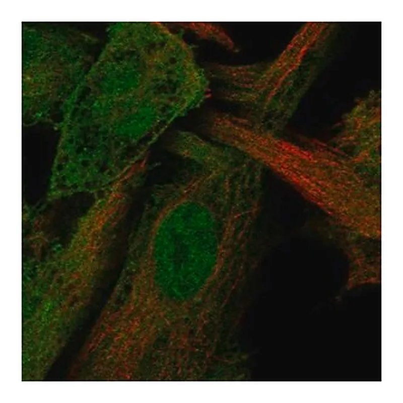 Merck Anti-STAMBP antibody produced in rabbit