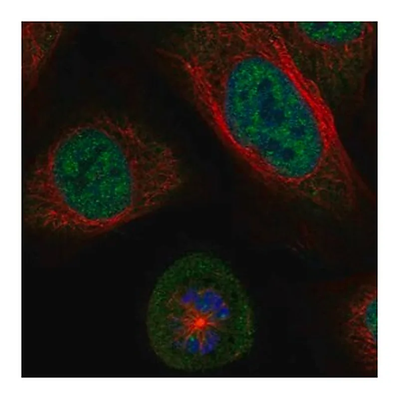 Merck Anti-SGO1 antibody produced in rabbit