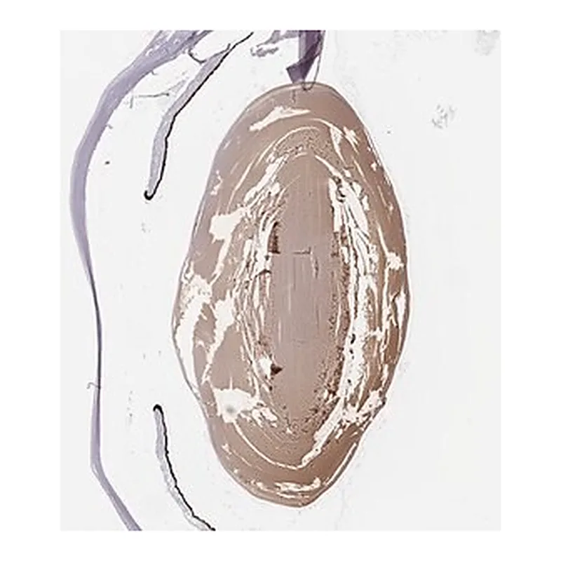 Merck Anti-CRYAA antibody produced in rabbit