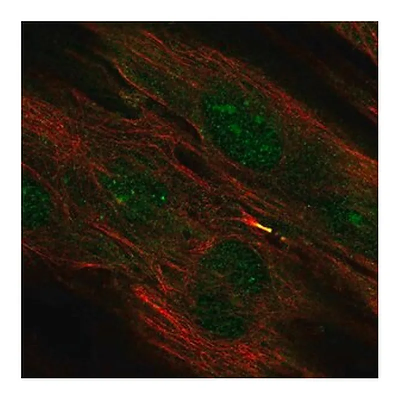 Merck Anti-TMEM117 antibody produced in rabbit