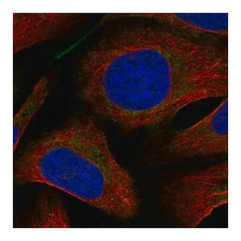 Merck Anti-SLC22A4 antibody produced in rabbit