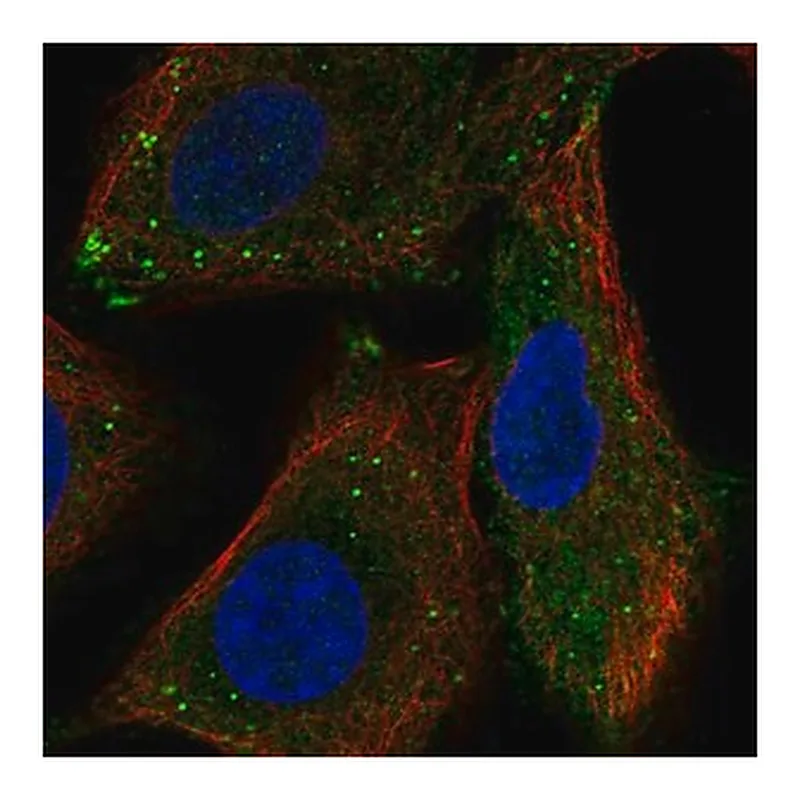 Merck Anti-RASSF10 antibody produced in rabbit