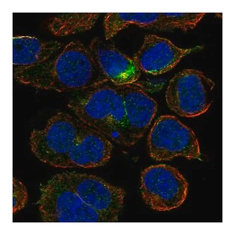 Merck Anti-CRYGD antibody produced in rabbit