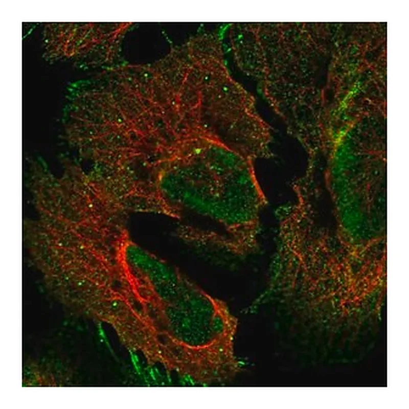 Merck Anti-PCDHGA2 antibody produced in rabbit
