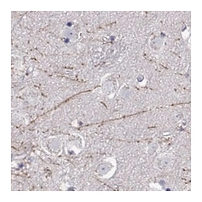 Merck Anti-DCLK3 antibody produced in rabbit