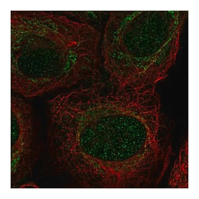Merck Anti-PIWIL4 antibody produced in rabbit