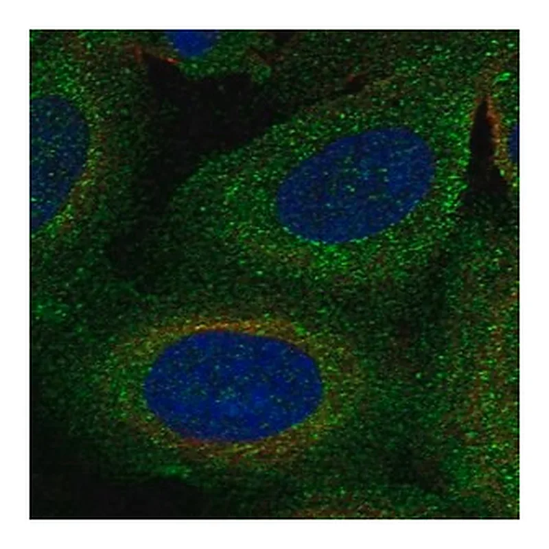 Merck Anti-TBC1D2B antibody produced in rabbit