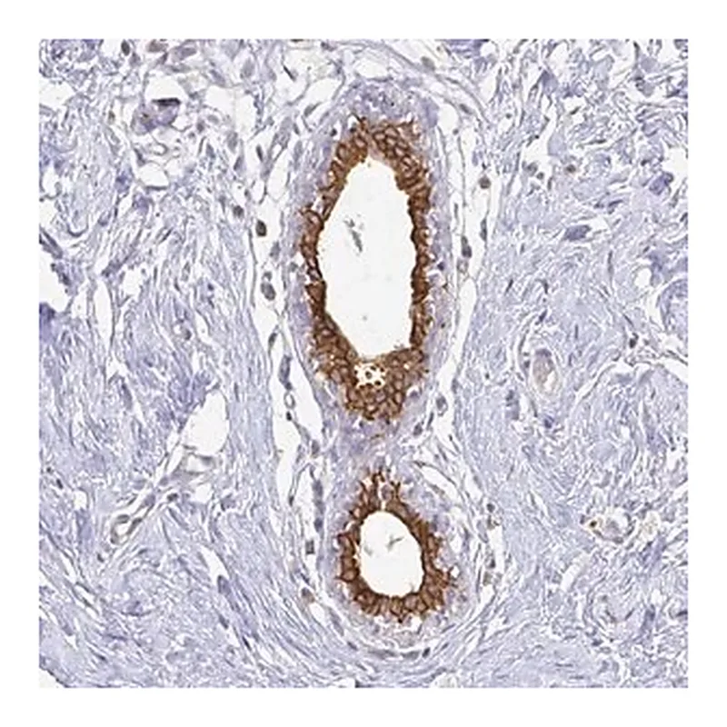 Merck Anti-CIB1 antibody produced in rabbit