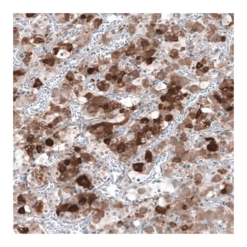 Merck Anti-TSHB antibody produced in rabbit