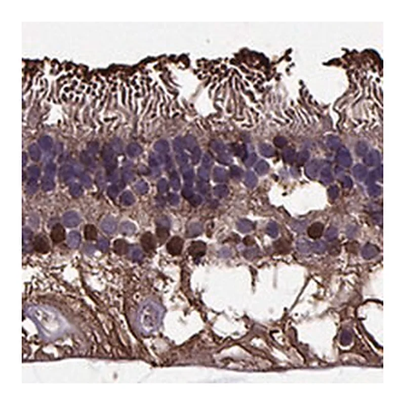 Merck Anti-RLBP1 antibody produced in rabbit