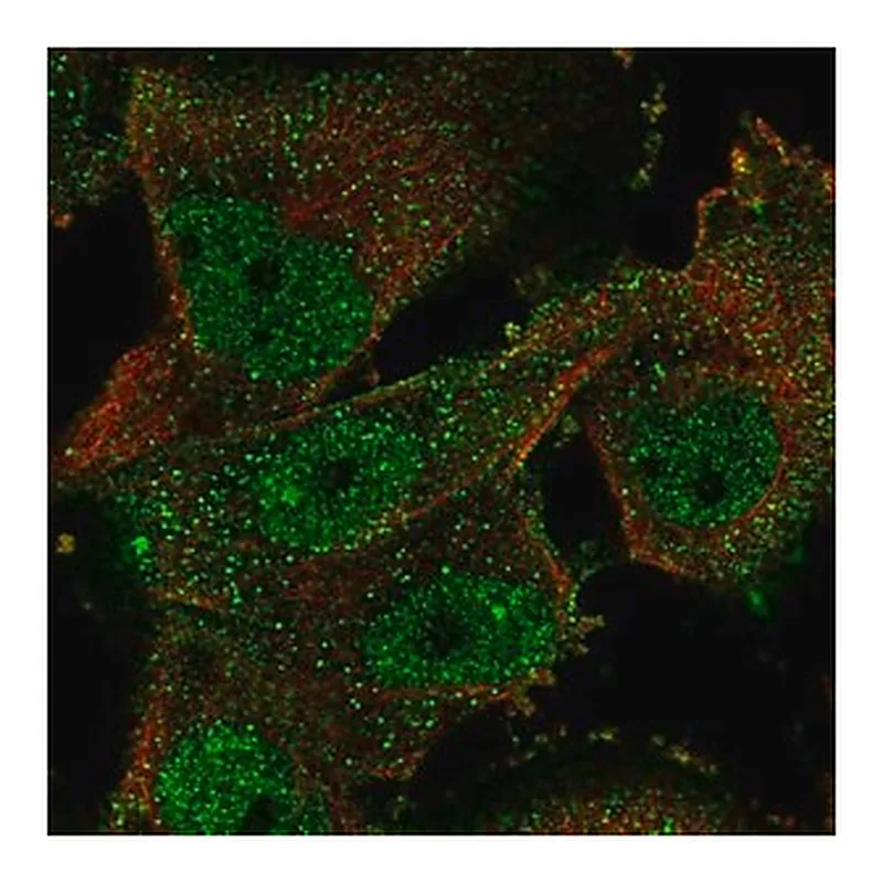 Merck Anti-ELAVL4 antibody produced in rabbit