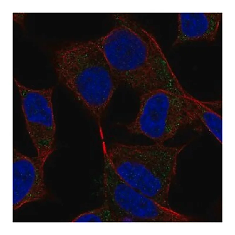 Merck Anti-DAND5 antibody produced in rabbit