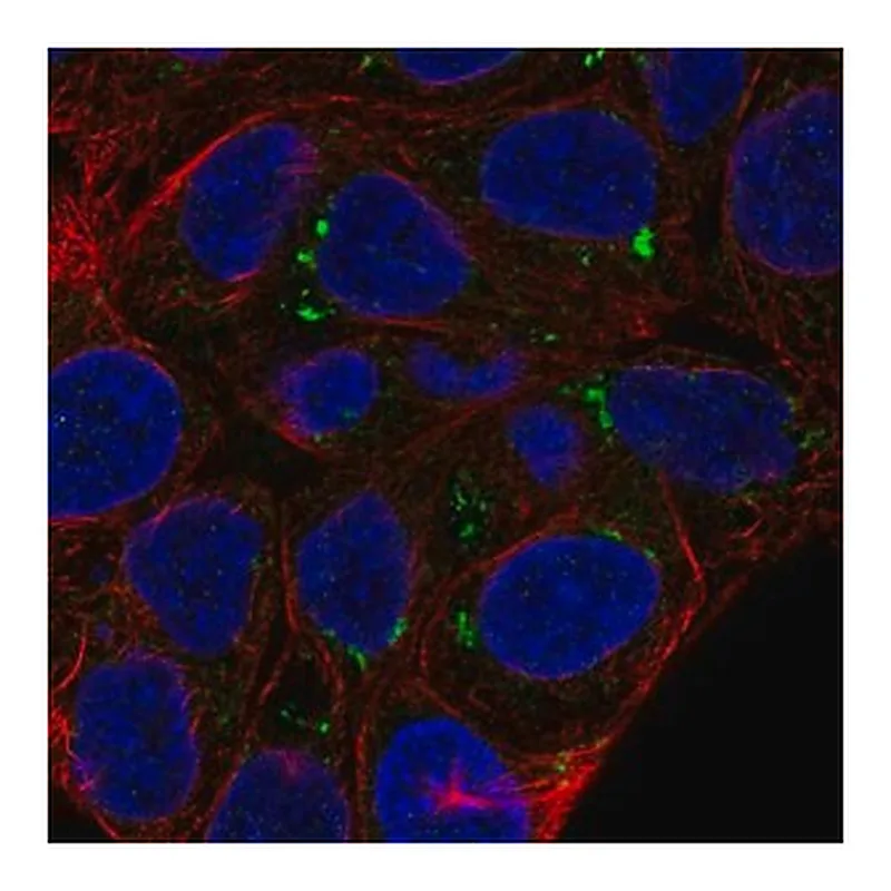 Merck Anti-FAM149A antibody produced in rabbit