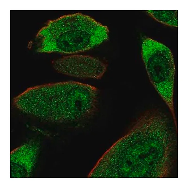 Merck Anti-COL28A1 antibody produced in rabbit
