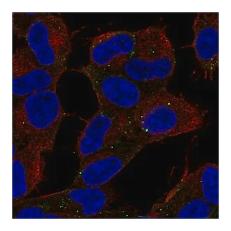 Merck Anti-CARF antibody produced in rabbit