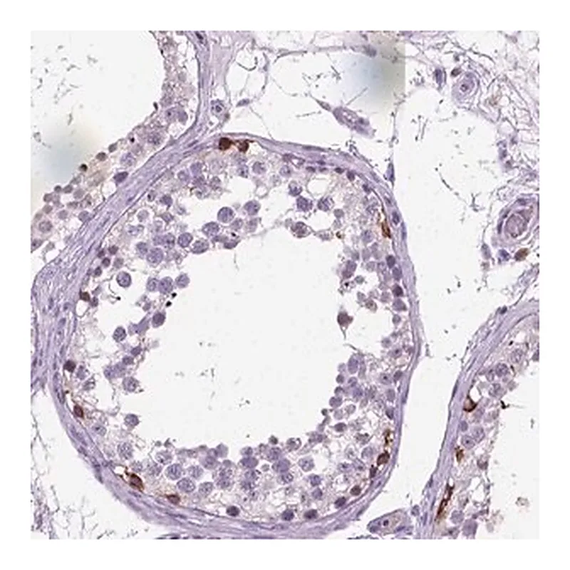 Merck Anti-PLK4 antibody produced in rabbit