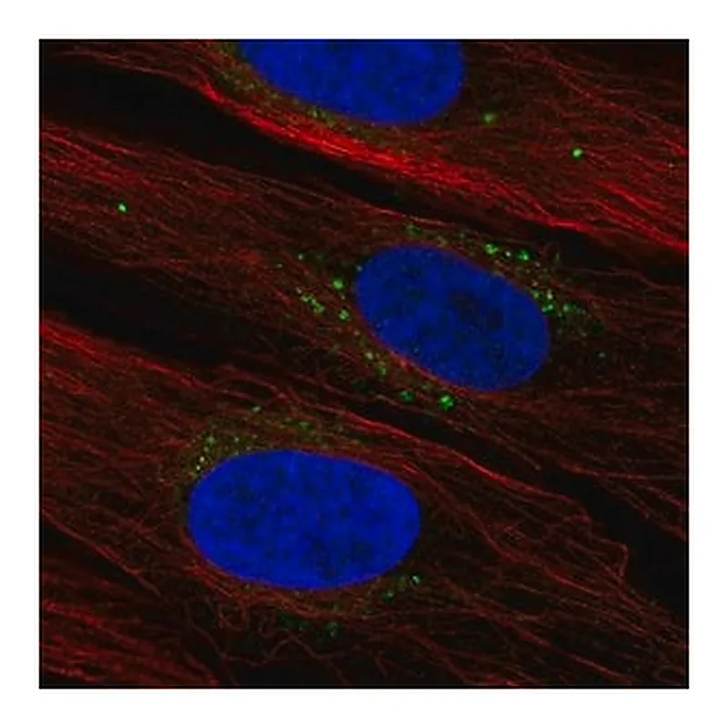 Merck Anti-SYNDIG1 antibody produced in rabbit