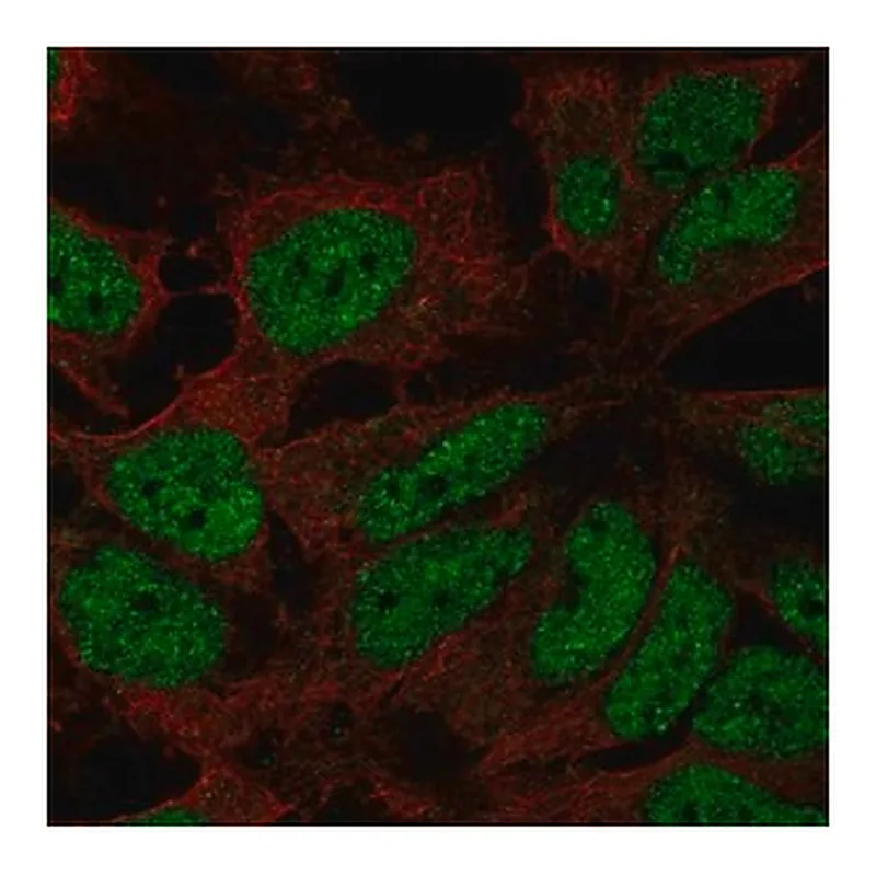 Merck Anti-ZNF560 antibody produced in rabbit