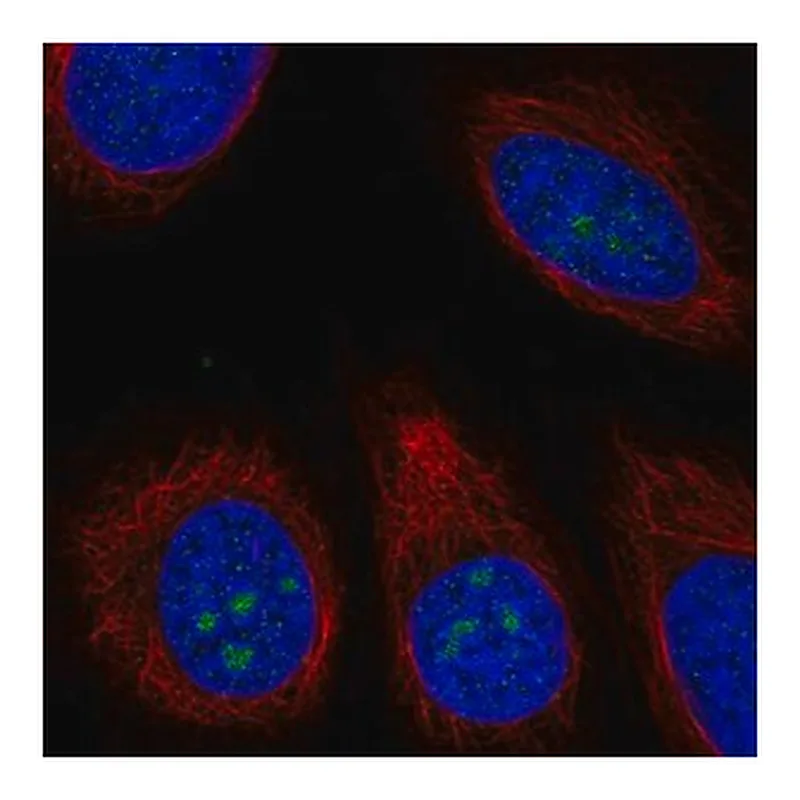 Merck Anti-TMEM217 antibody produced in rabbit