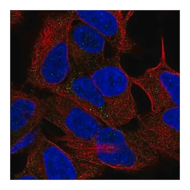 Merck Anti-SEZ6L antibody produced in rabbit