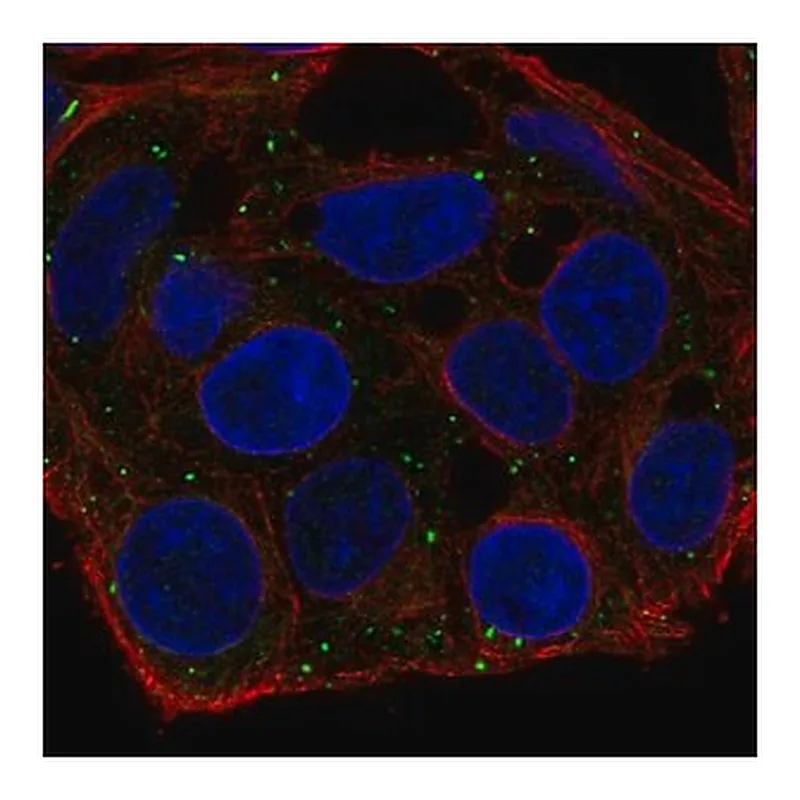 Merck Anti-FKBP1B antibody produced in rabbit