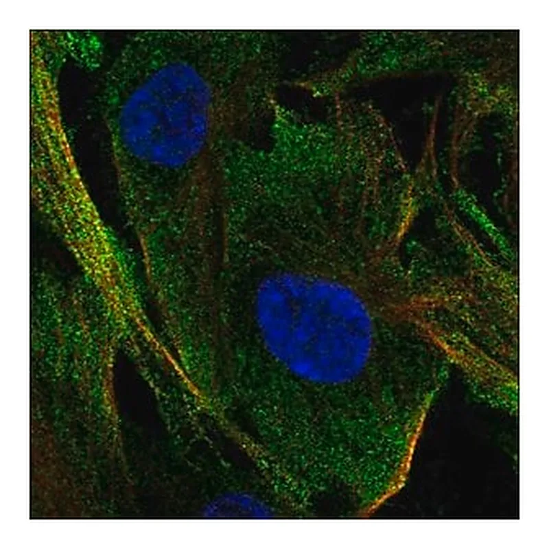 Merck Anti-C1orf54 antibody produced in rabbit