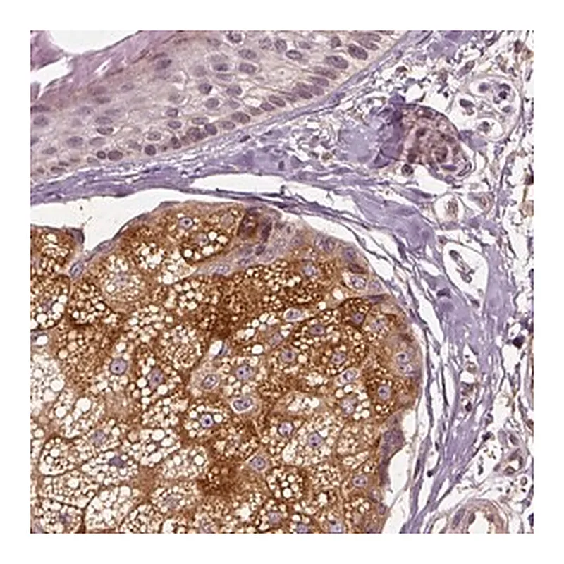 Merck Anti-ERV3-1 antibody produced in rabbit