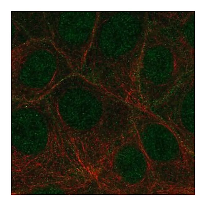 Merck Anti-FLT4 antibody produced in rabbit